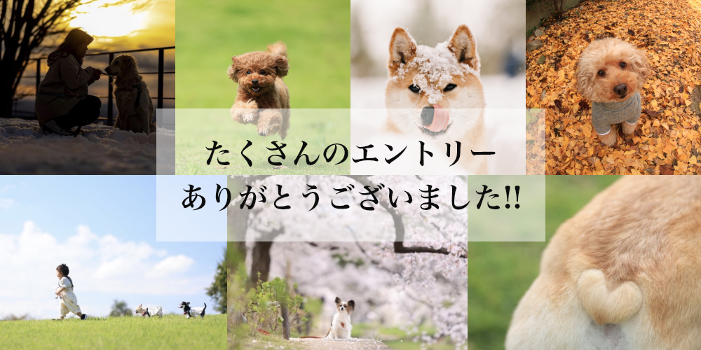 たくさんのエントリー ありがとうございます！！